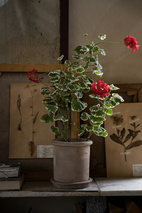 Kruka m fat d20 h20 cm