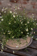 Kruka m fat d33 h12 cm