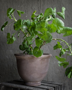 Kruka d21 h18 brun terracotta